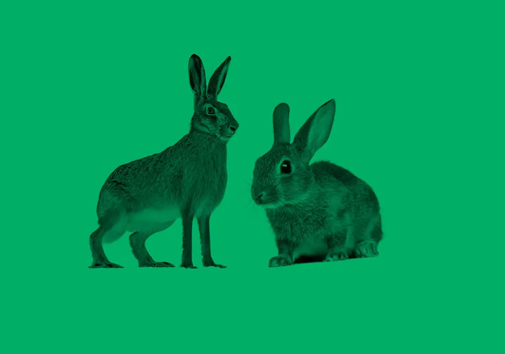 Meaning of Rabbit Rabbit Rabbit